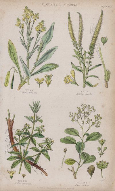 Woad; svejsning; Madder; Sumach (farvet gravering) af W. Fitch