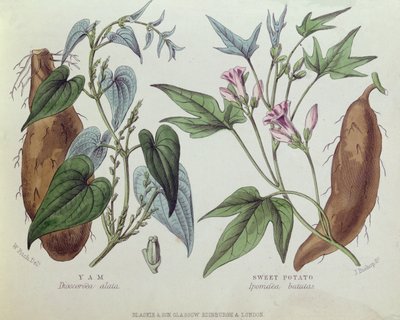 Yam og sød kartoffel (farvegravering) af W. Fitch