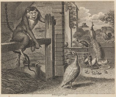 Bavianen og fjerkræet af W. Grainger