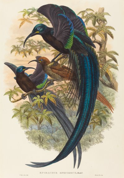 Epimachus speciosus (Seglnæbbet Paradisfugl) af W. Hart
