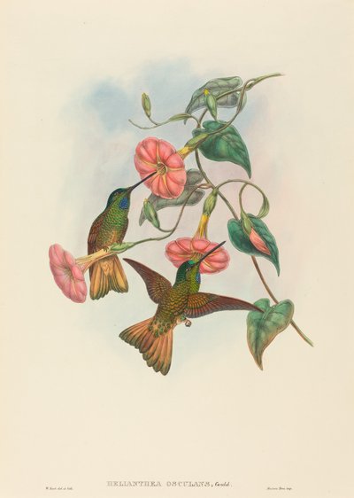 Helianthea osculans (Buff-tailed Star-Frontlet) af W. Hart