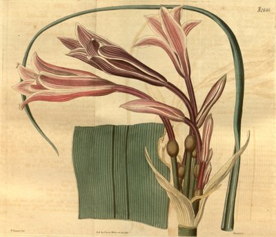Crinum bulbispermum af W. Herbert