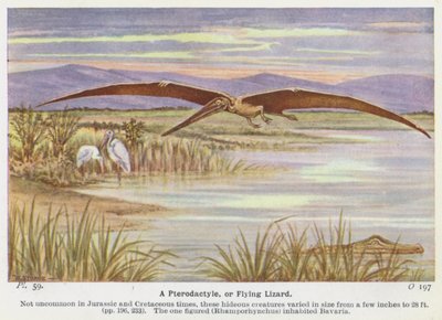 En Pterodactyle eller Flying Lizard (farve litho) af W. J. Stokoe