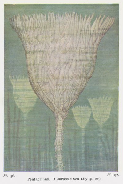 Pentacrinus, A Jurassic Sea Lily (farve litho) af W. J. Stokoe