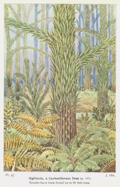 Sigillaria, et karbontræ (farve litho) af W. J. Stokoe