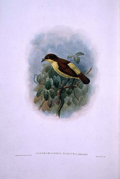 Loboparadisea serica, Paradisfugl med vandnæb (farve litografi) af W. and Keulemans J.G. Hart
