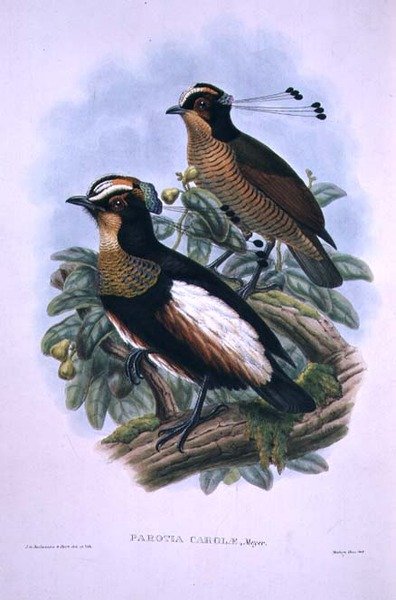 Dronning Carolas sekstrådede paradisfugl (farve litho) af W. and Keulemans J.G. Hart
