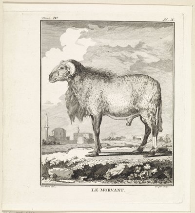 Vædder Le Morvant (titel på objekt) af W. Tringham
