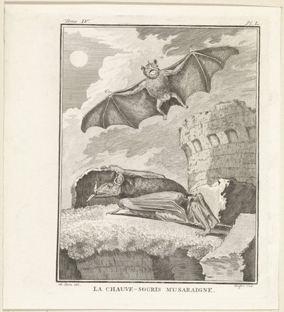 Vleermuizen The Shrew Bat (titel på objekt) af W. Tringham