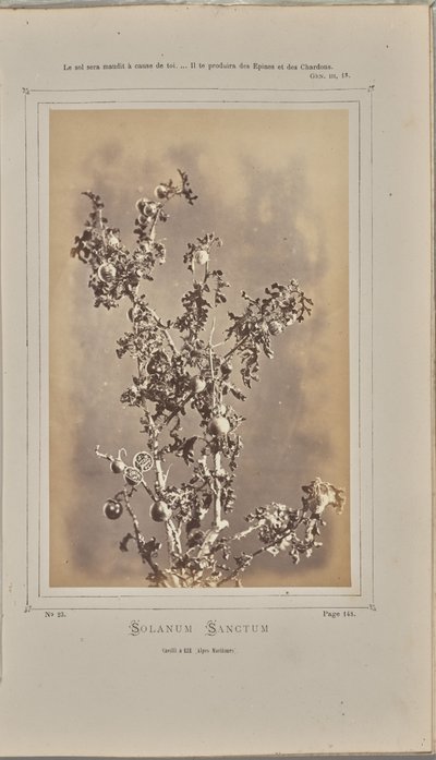 Solanum sanctum, cuelli i Èze (Alpes-Maritimes) af W. de Bray