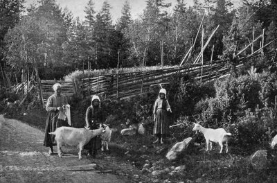 Gedeavl i Dalarna, Sverige, 1908-1909. af Wald Zachrisson