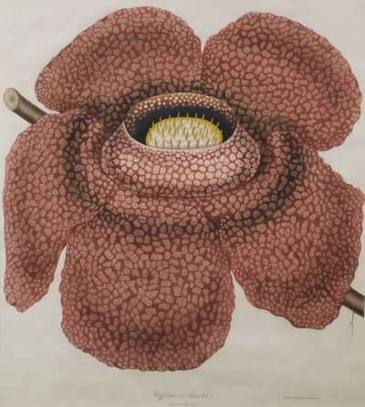 Blomst af Rafflesia arnoldii af Waldell