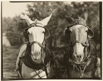 [To muldyr, Hale County, Alabama] af Walker Evans
