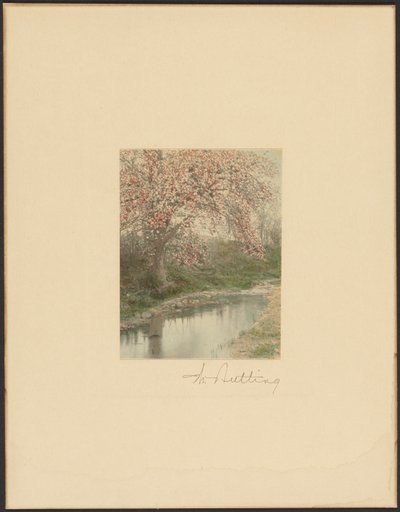 [Blomstrende træ] af Wallace Nutting