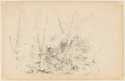 Skitse af vilde planter af Walter Clark