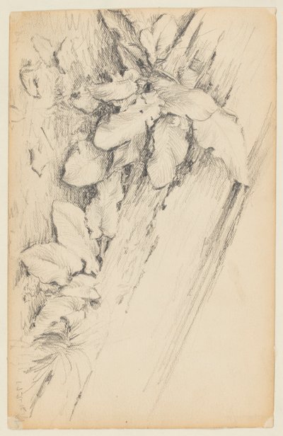 Undersøgelse af planter og råddent træstamme, 155th Street af Walter Clark