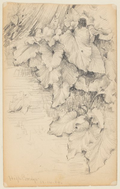 Studie af planter ved vandkanten, High Bridge af Walter Clark