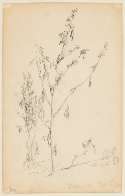 Studie af tidsler af Walter Clark