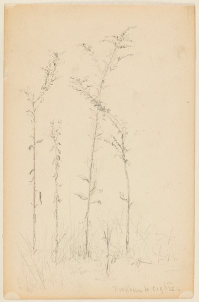 Studie af vilde planter, Fordham Heights af Walter Clark