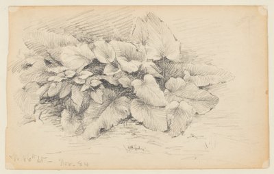 Studie af en plante, West 86th Street af Walter Clark