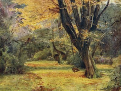 The New Forest: Maples, nær Queen
