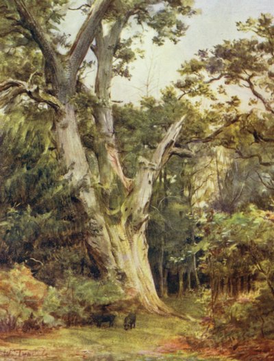The New Forest: The King at Boldrewood (farve litho) af Walter Frederick Roofe Tyndale