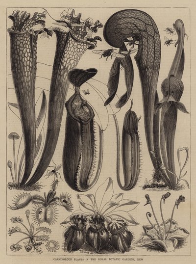 Kødædende planter i Royal Botanic Gardens, Kew af Walter Granville Smith