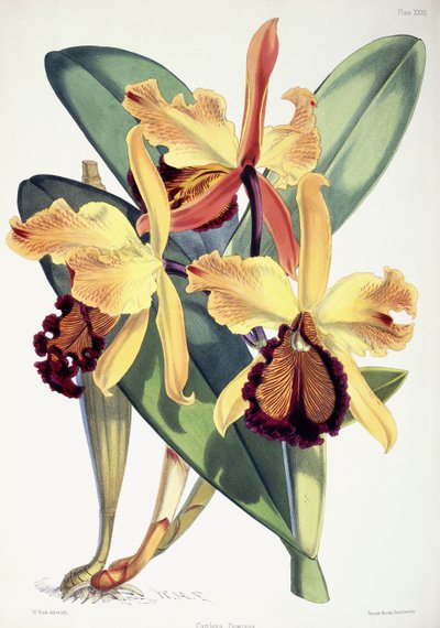 Cattleya Dowiana, ca. 1862-1877 af Walter Hood Fitch
