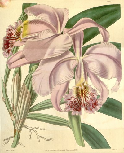 Cattleya mossiae af Walter Hood Fitch