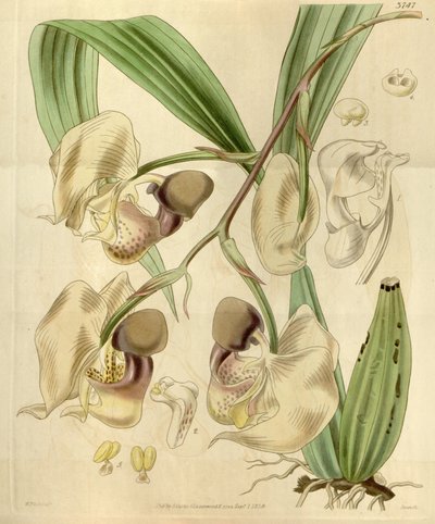 Coryanthes maculata af Walter Hood Fitch