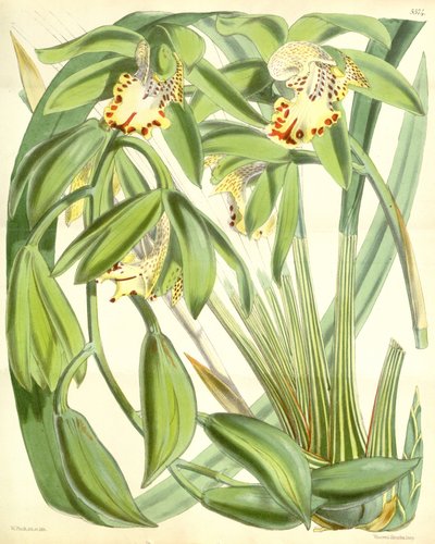 Cymbidium hookerianum af Walter Hood Fitch