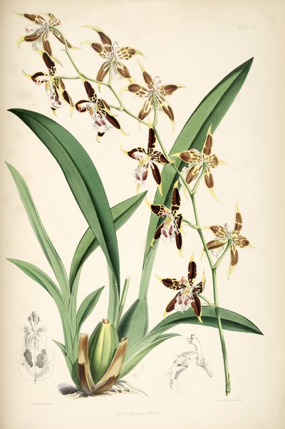 Odontoglossum hallii af Walter Hood Fitch