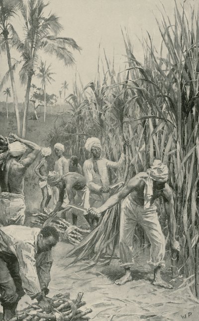 Trinidad Coolies på arbejde i en stokmark af Walter Stanley Paget