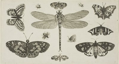 En guldsmed, mariehøns og sommerfugle, fra Diversae Insectorum...Figurae af Wenceslaus Hollar