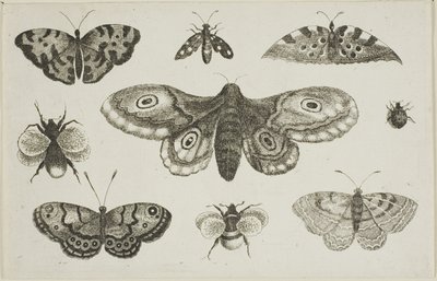 En møl, sommerfugle og bier af Wenceslaus Hollar