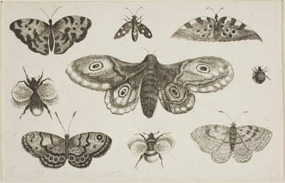 En møl, sommerfugle og bier af Wenceslaus Hollar