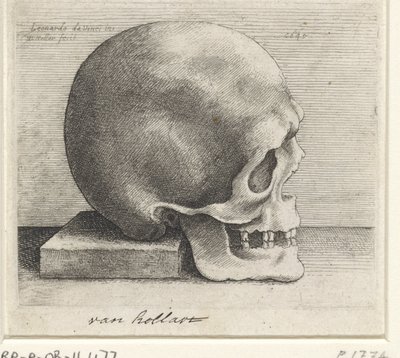 Anatomisk undersøgelse af et kranium af Wenceslaus Hollar