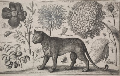 Dyr og planter: Leopard med planter og insekter af Wenceslaus Hollar