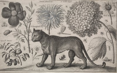 Dyr og planter: Leopard med planter og insekter, 1662. af Wenceslaus Hollar