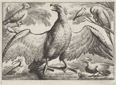 Ørn Forskellige fugle (serietitel) af Wenceslaus Hollar