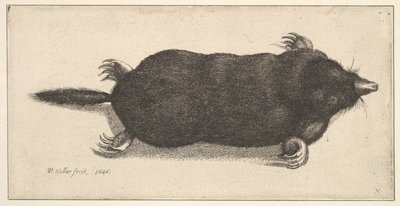 Død muldvarp, 1646. af Wenceslaus Hollar