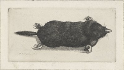 død muldvarp af Wenceslaus Hollar