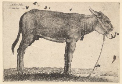 Æsel, 1649. af Wenceslaus Hollar