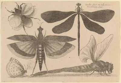 Guldsmede, en humlebi og en sommerfugl af Wenceslaus Hollar