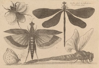 Guldsmede og en humlebi, 1646. af Wenceslaus Hollar