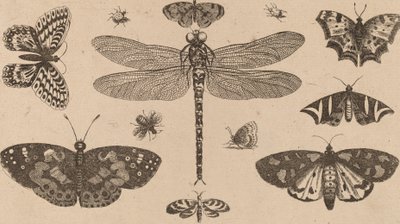 Dragonfly, Mariehøns og Sommerfugle. af Wenceslaus Hollar