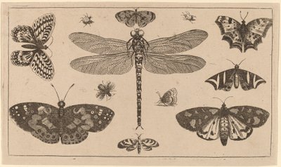 Dragonfly, Mariehøns og Sommerfugle af Wenceslaus Hollar