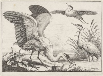 tre hejrer Diversae avium arter (serietitel) Forskellige fugle (serietitel) af Wenceslaus Hollar
