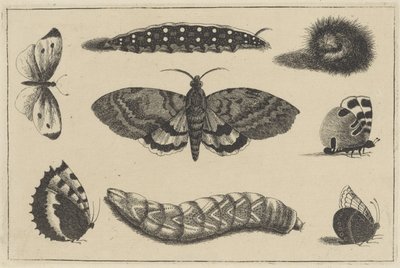 Tre larver, en møl og fire sommerfugle Forskellige insekter (serietitel) Diversae Insectorum (serietitel) af Wenceslaus Hollar