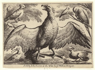 Ørn og andre fugle af Wenceslaus Hollar